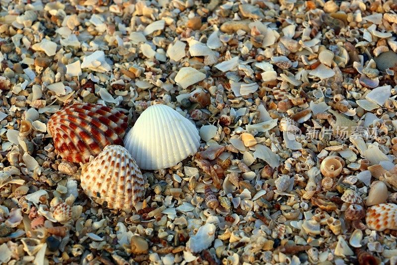 海边沙滩上美丽的贝壳/海洋-暑假纹理。采购产品自然背景适合海景，旅游，假日，旅游，度假村，酒店广告，墙纸或横幅。